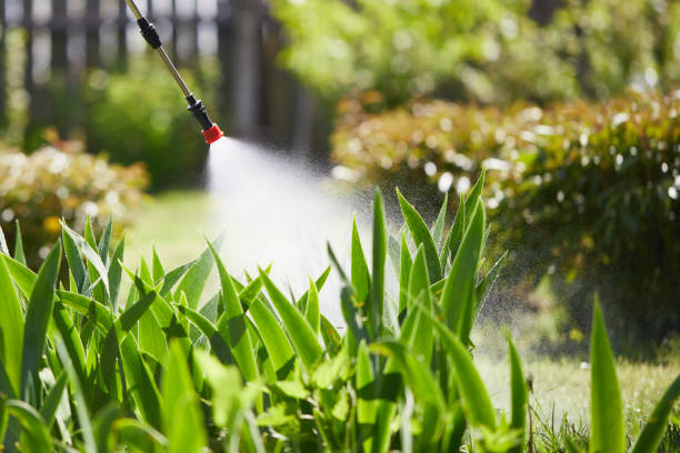 24/7 Emergency Termite Control experts in Alamo, CA